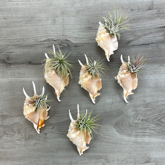 🔆AIR PLANT BUDDY🔆 WITH REAL SEA SHELL HAND MADE AND UNIQUE - Picture 3 of 16